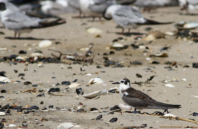 Black Tern