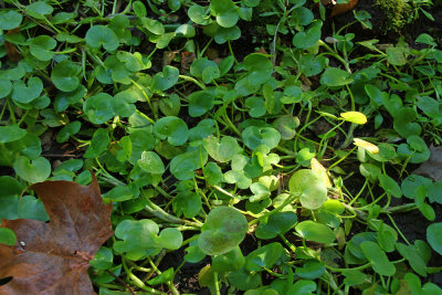 Heteranthera multiflora- Bouquet mudplantain