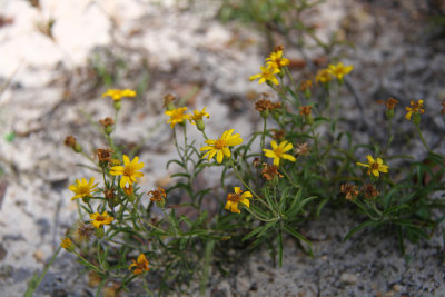 Pityopsis falcata- Sickle-leaved Golden Aster