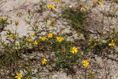 Pityopsis falcata- Sickle-leaved Golden Aster