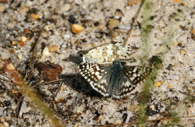Common Checkered Skippers