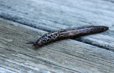 Spotted Garden Slug