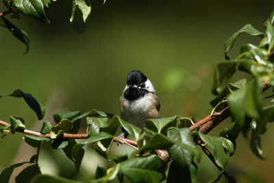 Carolina Chickadee
