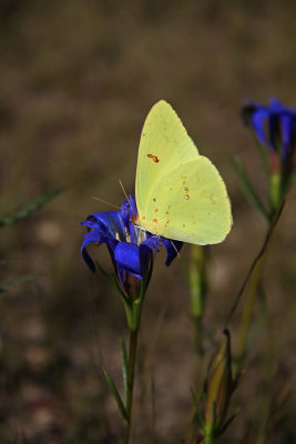 Cloudless Sulphur on Pine Barrens Gentian