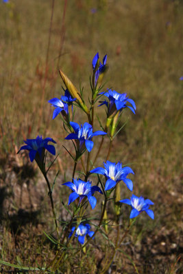 Gentiana autumnalis- Pine Barrens Gentian