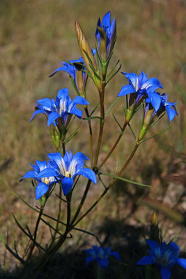 Gentiana autumnalis- Pine Barrens Gentian