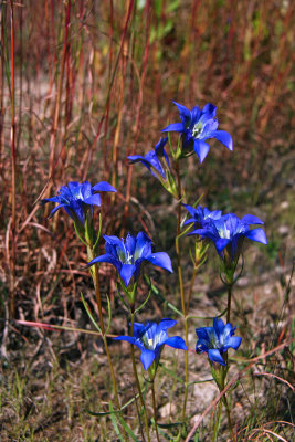 Gentiana autumnalis- Pine Barrens Gentian