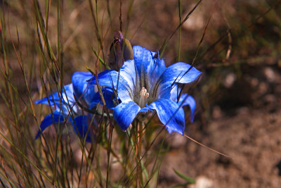 Gentiana autumnalis- Pine Barrens Gentian