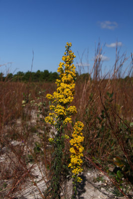 Solidago