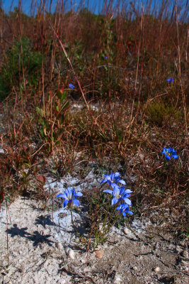 Gentiana autumnalis- Pine Barrens Gentian