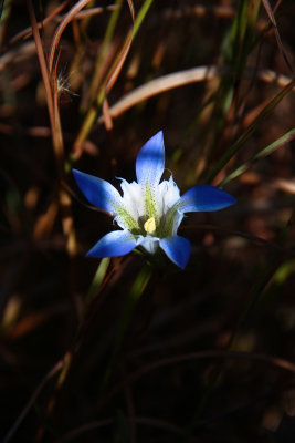 Gentiana autumnalis- Pine Barrens Gentian