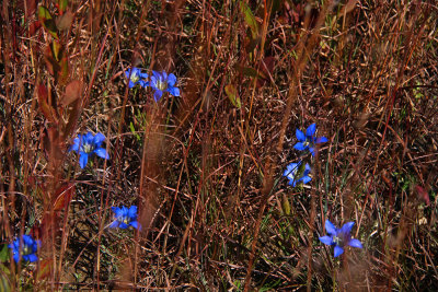 Gentiana autumnalis- Pine Barrens Gentian