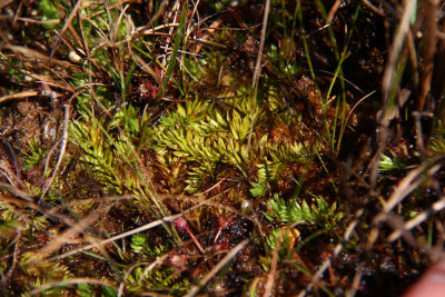 Lycopodiella caroliniana- Carolina Club Moss