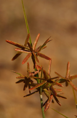 Cyperus dentatus- Toothed Sedge