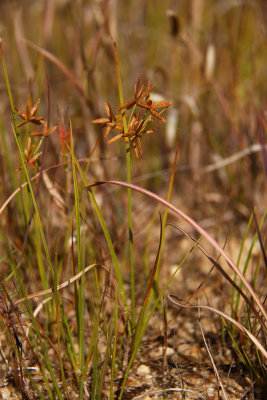 Cyperus dentatus- Toothed Sedge