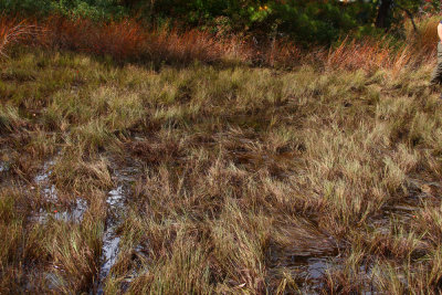 Muhlenbergia torreyana- Pine Barrens Smoke Grass