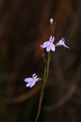 Lobelia canbyi- Canby's Lobelia