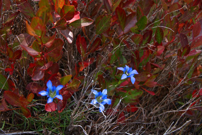 Gentiana autumnalis- Pine Barren Gentian