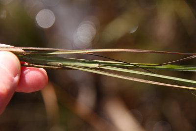 Muhlenbergia torreyana- Pine Barrens Smoke Grass