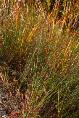 Muhlenbergia torreyana- Pine Barrens Smoke Grass