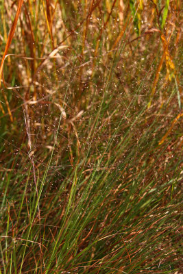 Muhlenbergia torreyana- Pine Barrens Smoke Grass