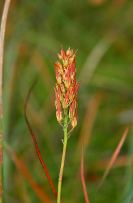 Narthecium americanum- Bog Asphodel