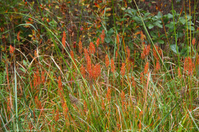 Narthecium americanum- Bog Asphodel