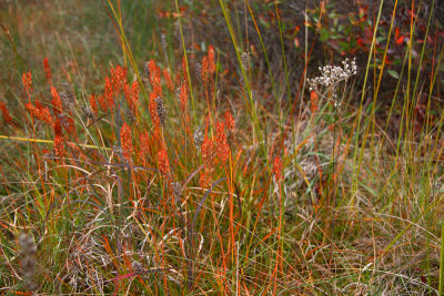 Narthecium americanum- Bog Asphodel