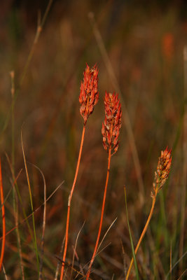 Narthecium americanum- Bog Asphodel