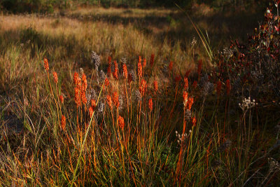 Narthecium americanum- Bog Asphodel