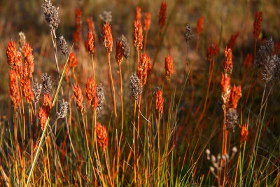 Narthecium americanum- Bog Asphodel
