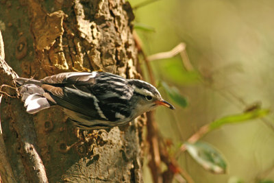 B&W Warbler with an insect