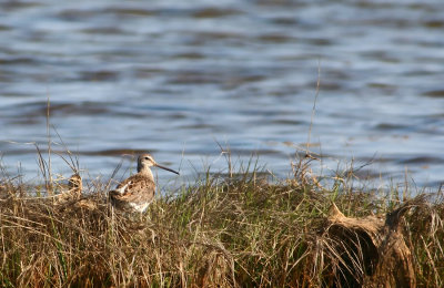 Short-billed Dowitcher