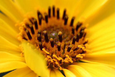 Showy Sunflower (Helianthus laetiflorus)