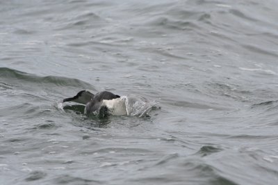 Razorbill