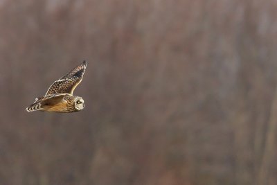 Short-eared Owl