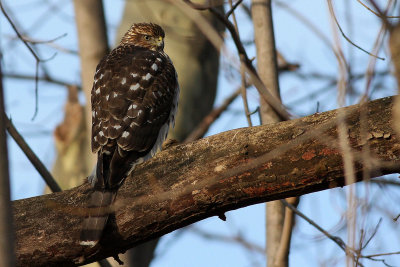 Juvenile Cooper's Hawk