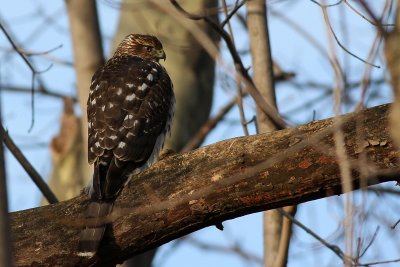 Cooper's Hawk