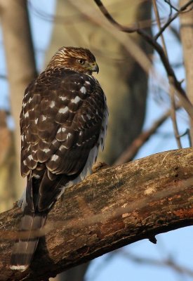 Cooper's Hawk