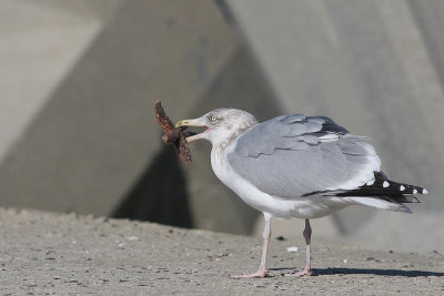 Herring Gull with starfish