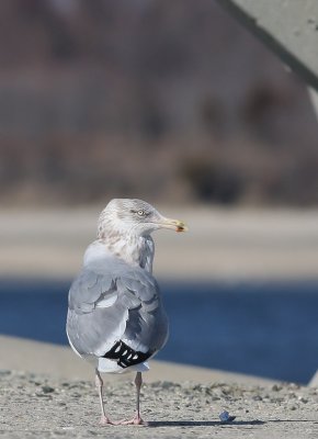 Herring Gull