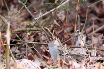 White-crowned Sparrow