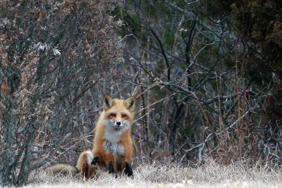 Red Fox