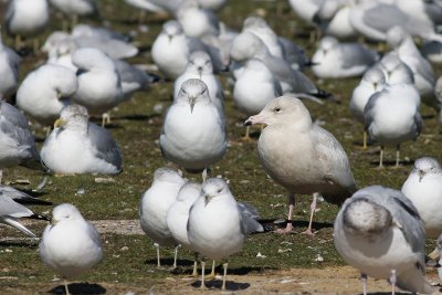 Glaucous Gull