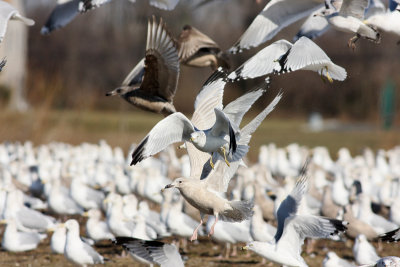 Iceland Gull