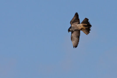 Peregrine Falcon