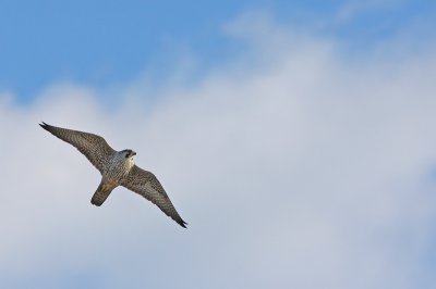 1.IMG_3446.JPG