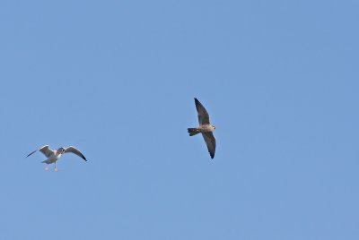 Herring Gull