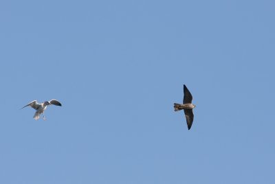 1.IMG_3481.JPG