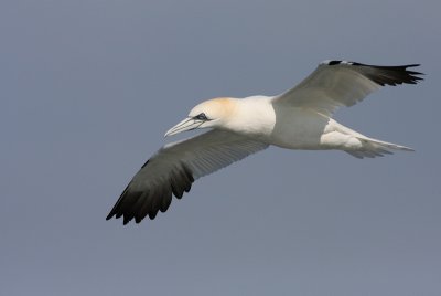 Northern Gannet